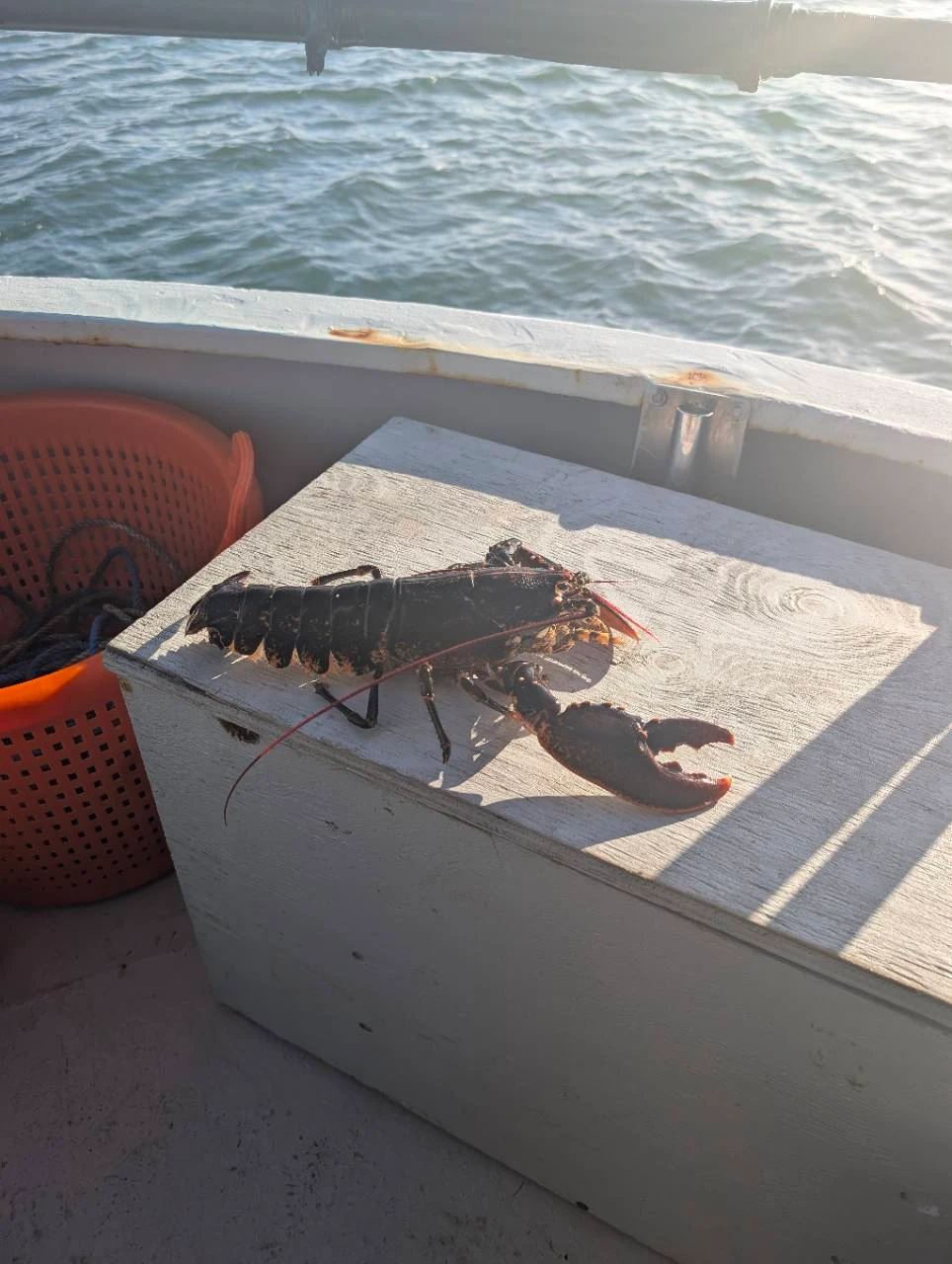 En hummer på en vit trälåda ombord på båten med havet i bakgrunden.